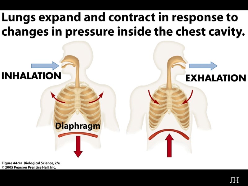 Diagram of Diaphragm JH